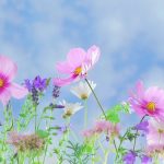 wild-flowers-571940_1280