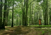 Las Murckowski pod ochroną