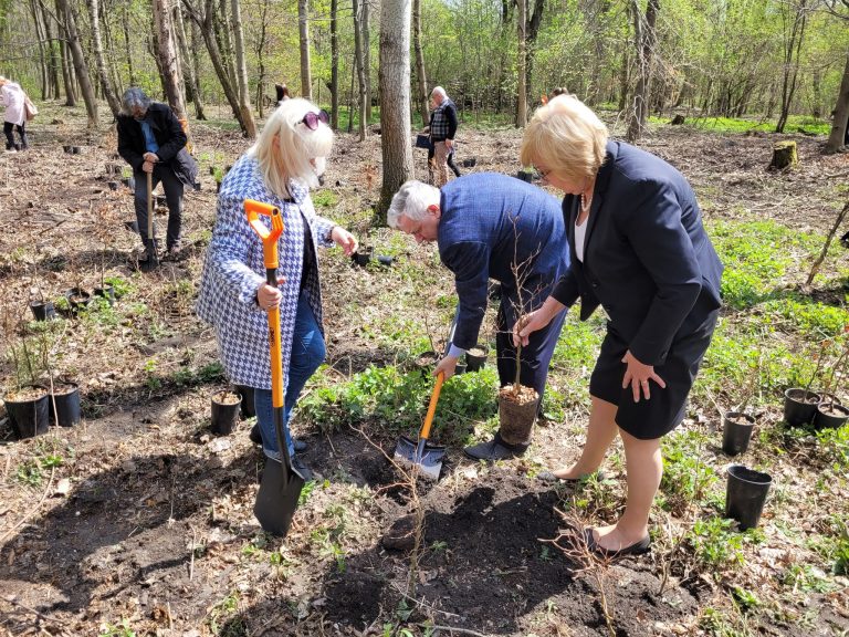 20 000 drzew zostanie posadzonych w Zabrzu